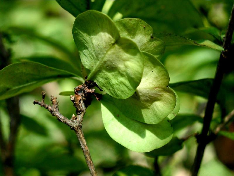 Abeliophyllum distichum_미선나무_04.jpg