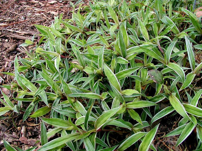 Carex okamotoi f. variegata_무늬지리대사초_01.jpg