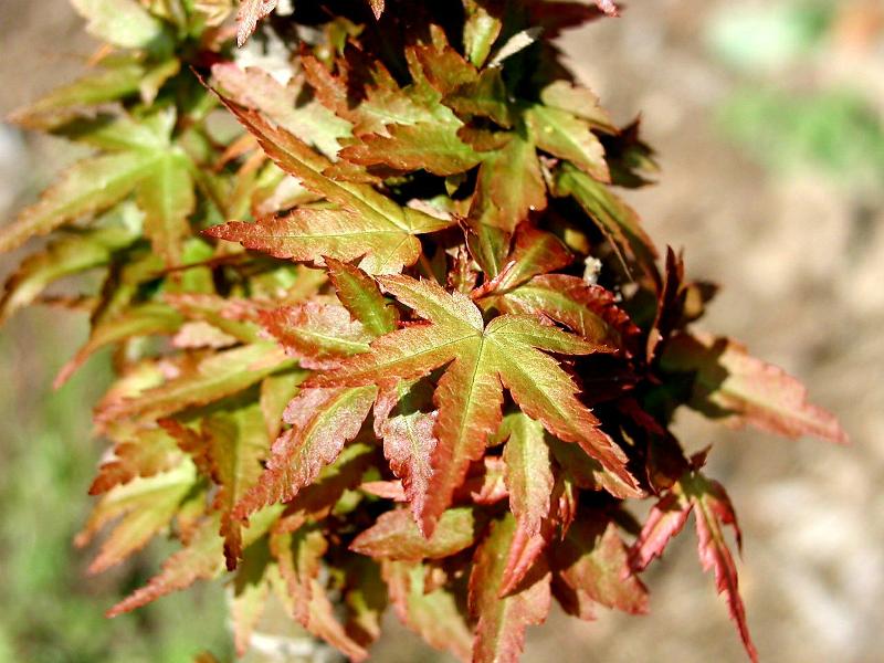 Acer palmatum 'Kotohime'_단풍나무 '코토히메'_03.jpg