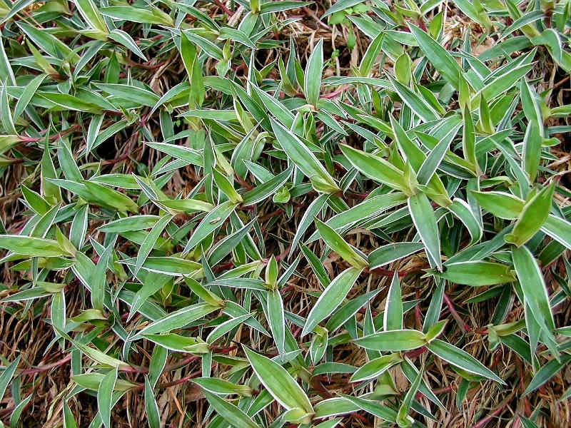 Carex okamotoi f. variegata_무늬지리대사초_03.jpg