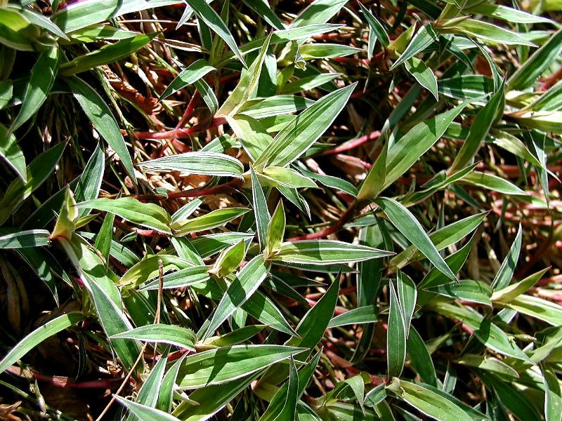 Carex okamotoi f. variegata_무늬지리대사초_04.jpg