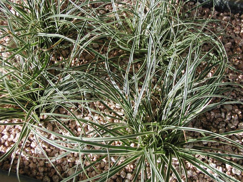 Carex conica 'Snowline'_애기사초 '스노우라인'_01.JPG