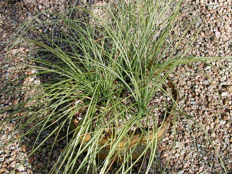 Carex morrowii var. temnolepis 'Silk Tassel'_모로위사초 '실크 태설'_01.jpg
