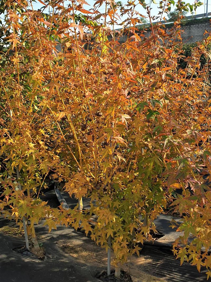 Acer palmatum 'Bi Ho'_단풍나무 '비 호'.jpg