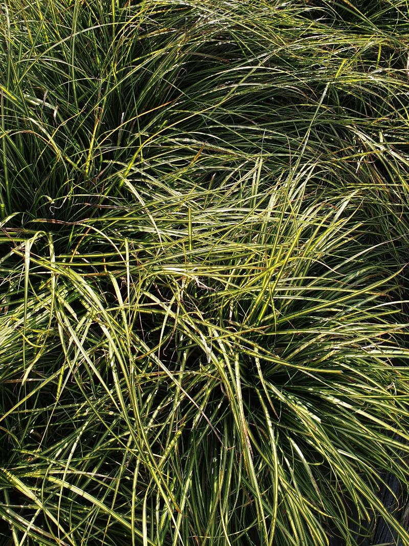 Carex oshimensis 'Eversheen'PBR_오시멘시스사초 '에버신'.jpg