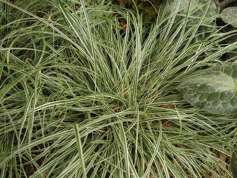 Carex morrowii 'Variegata'_01.JPG