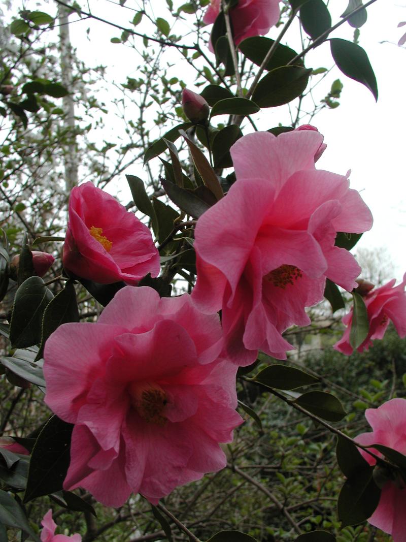Camellia × williamsii 'Brigadoon'_윌리엄스동백나무 '브리가둔'_AGM.JPG