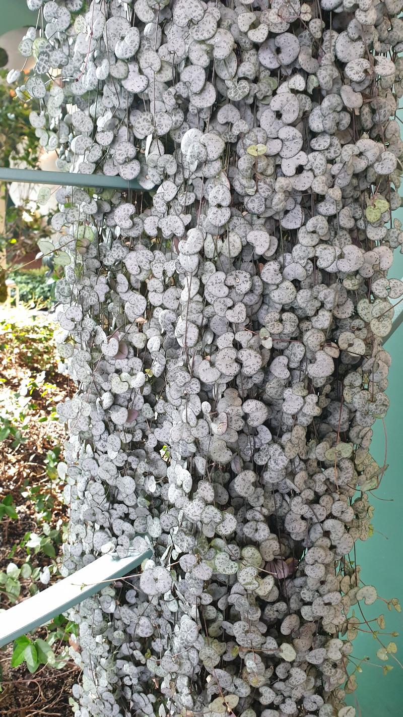러브체인
