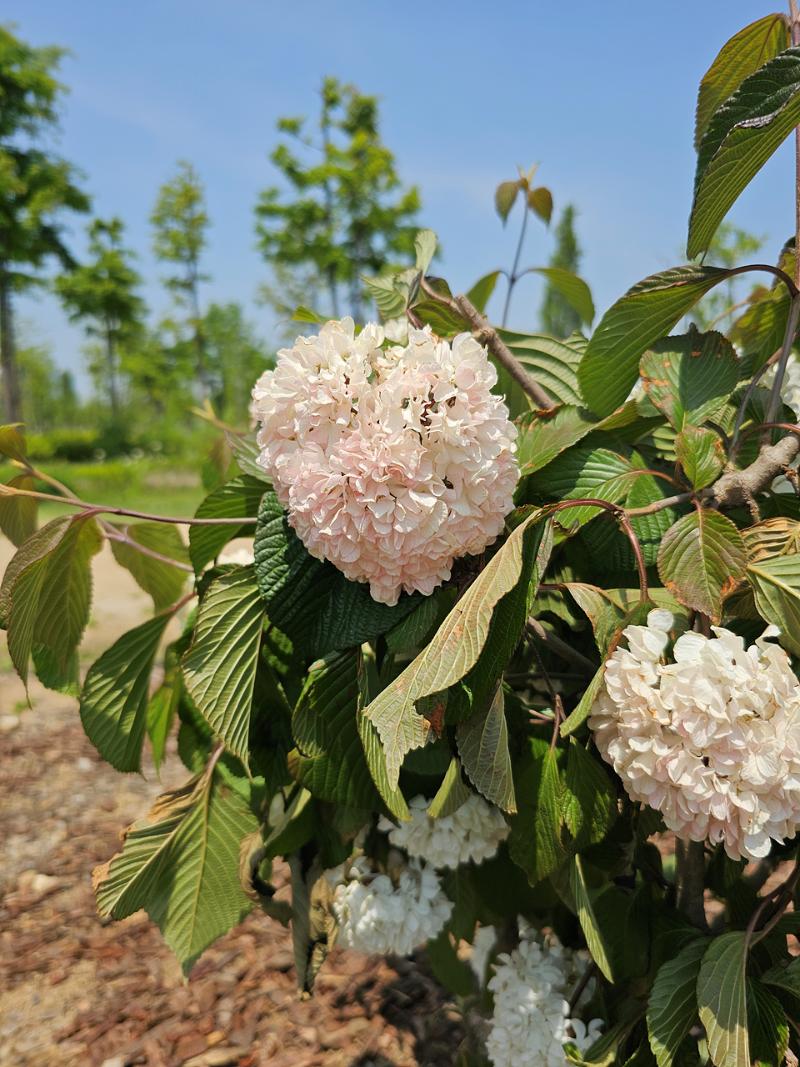 설구화 '핑크 센세이션'