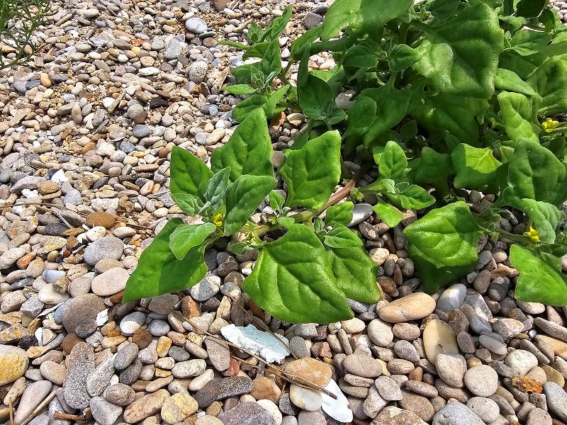 번행초