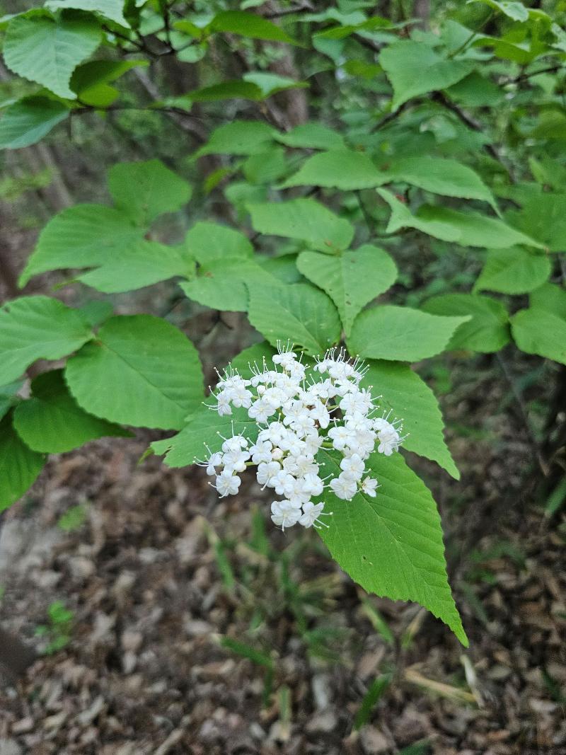 산가막살나무