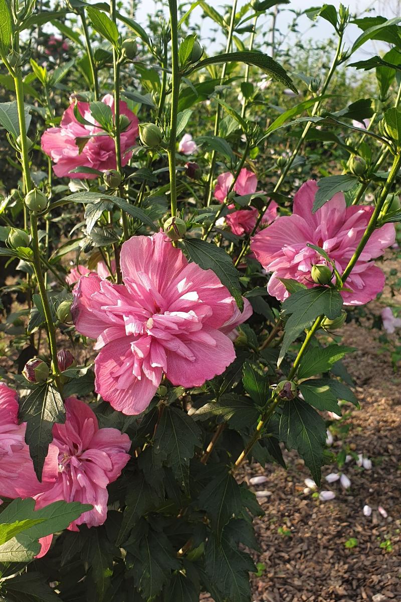 [플가] 무궁화 '아사녀' Hibiscus syriacus 'Asanyeo'