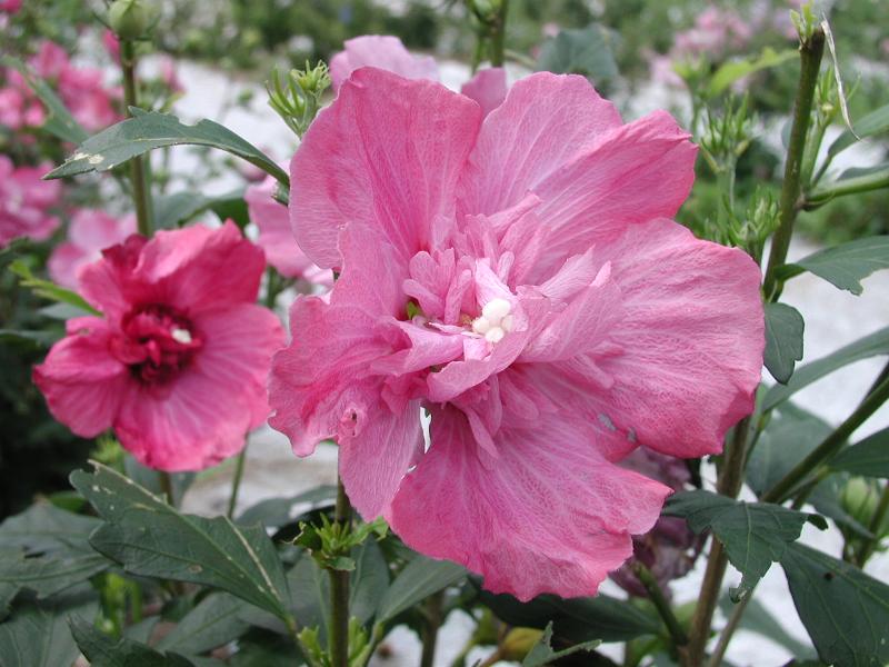 [플가] 무궁화 '아사녀' Hibiscus syriacus 'Asanyeo'