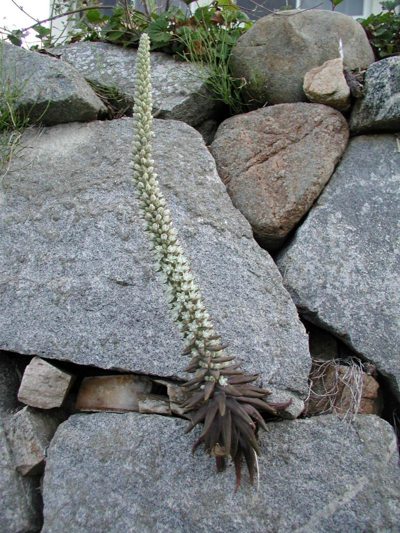 바위솔