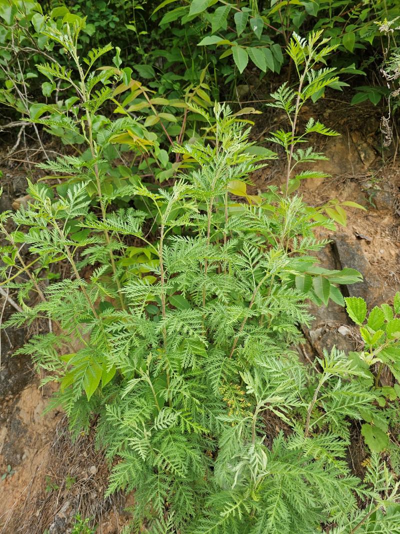 개똥쑥