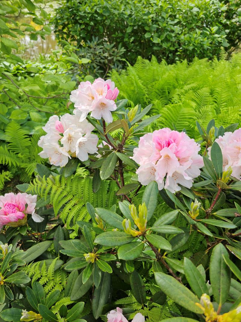 [플가] 만병초 '모닝 매직' Rhododendron 'Morning Magic'