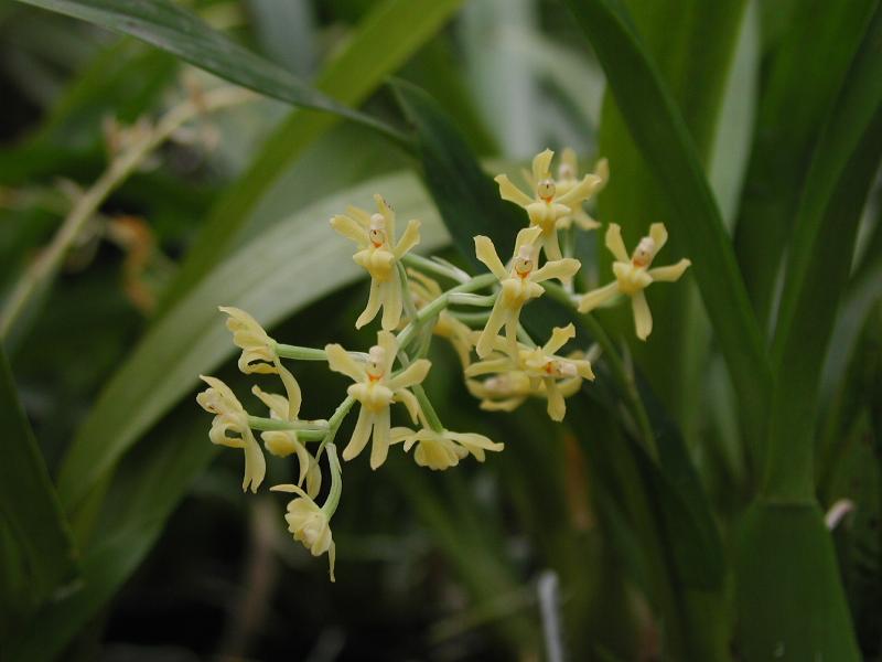 고메사 플라니폴리아