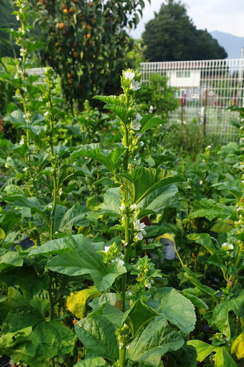 아욱