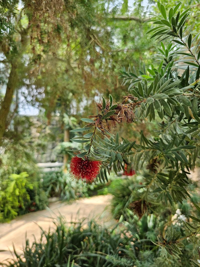 처진병솔나무 '리틀 존'
