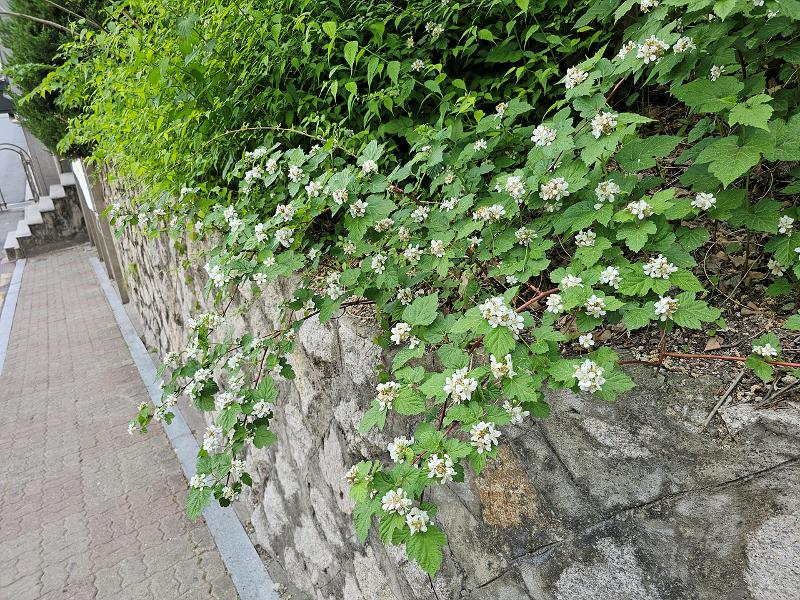 산딸기