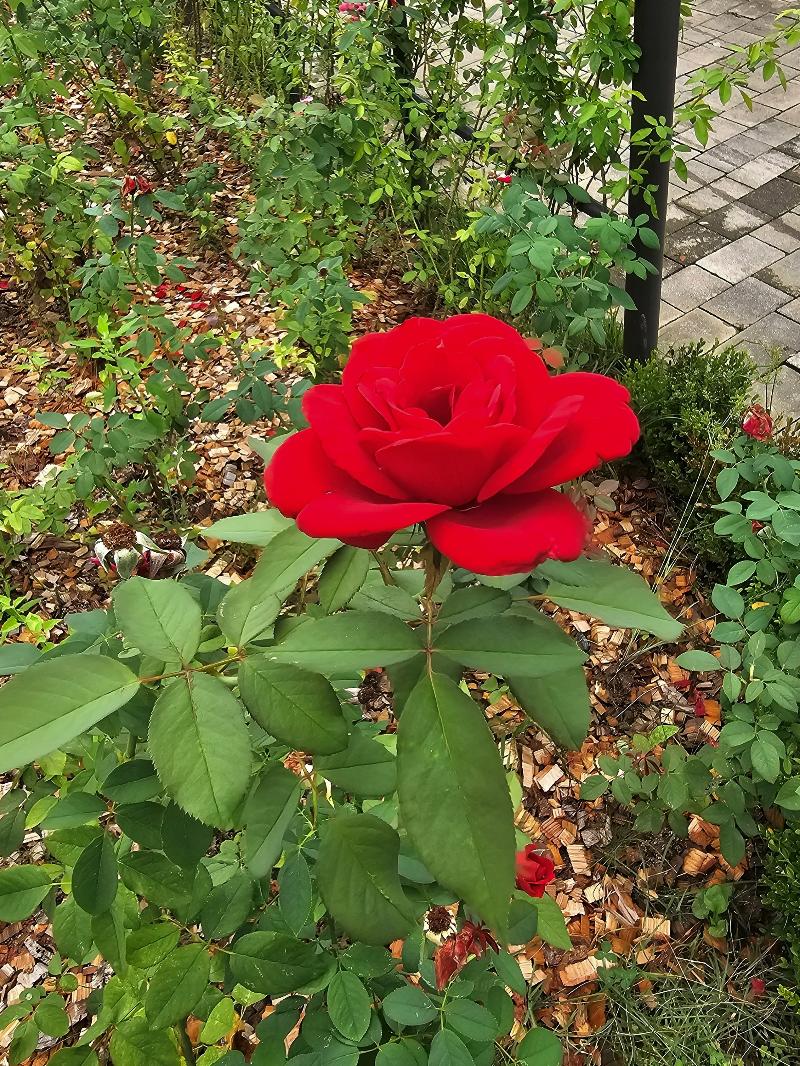 장미 [블랙 뷰티]
