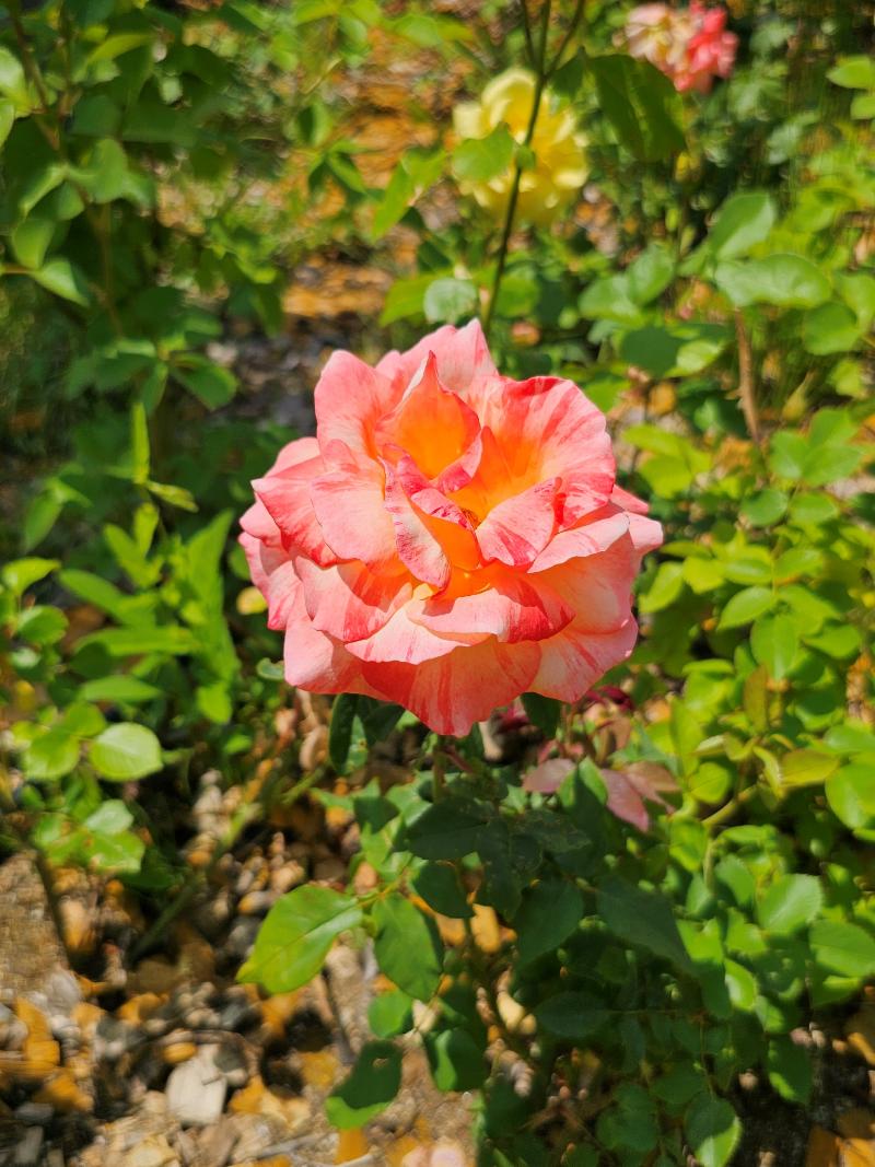 장미 [앰비언스]