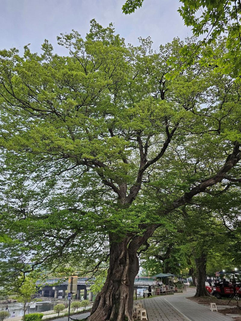 푸조나무