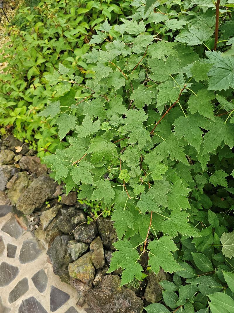 산국수나무
