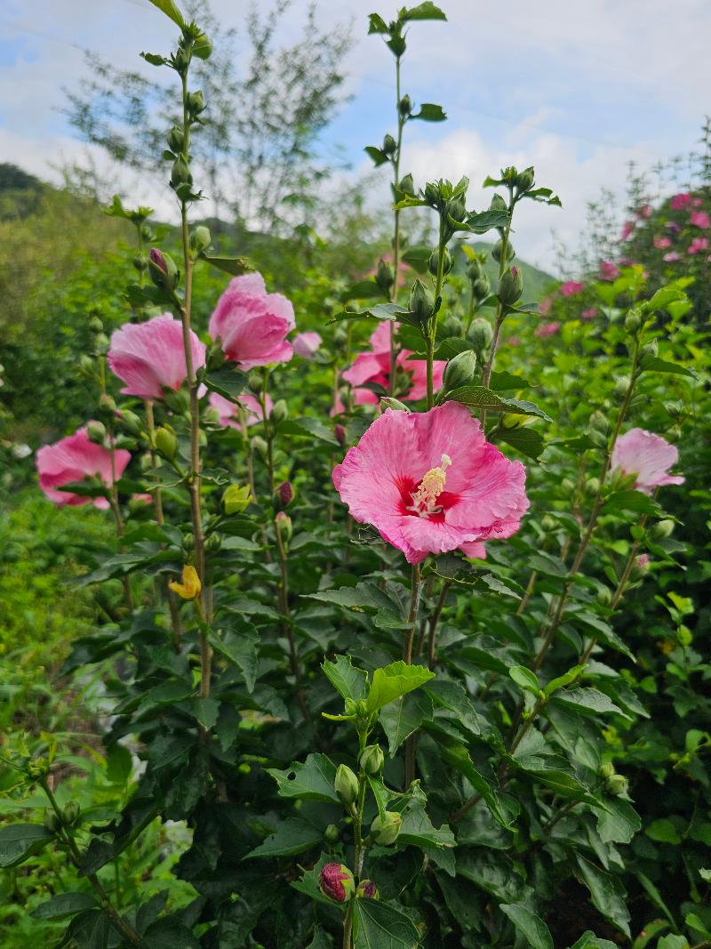 무궁화 '종무'
