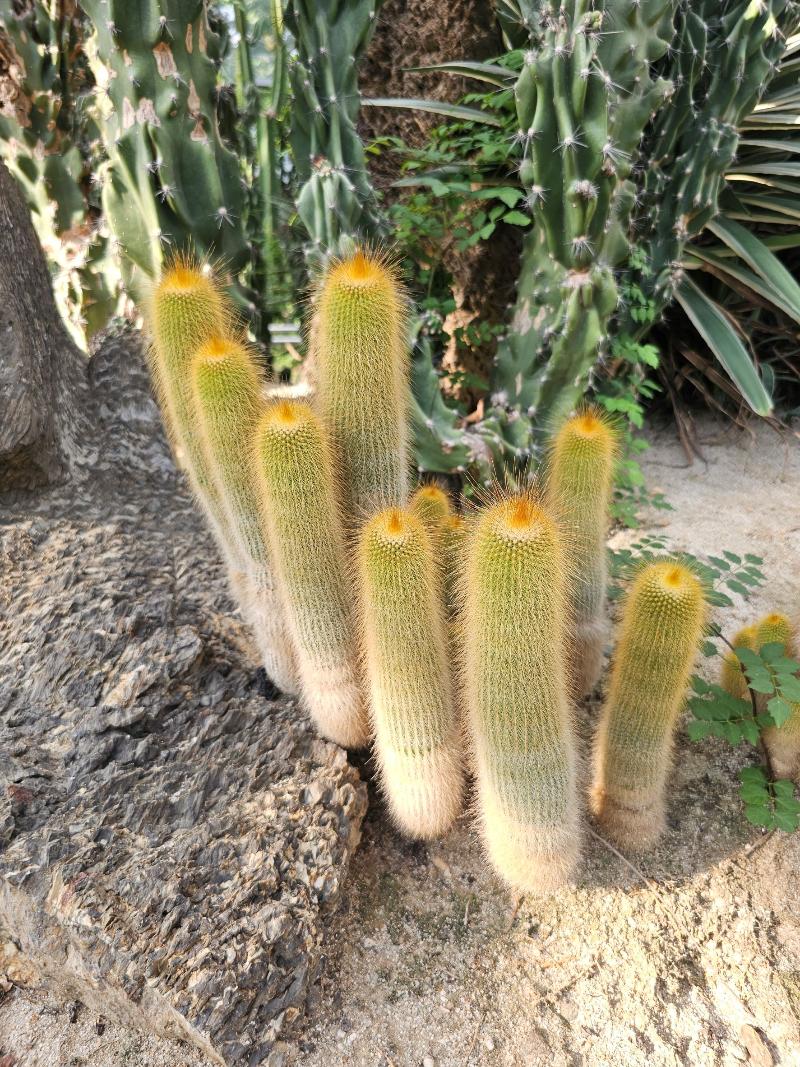금황환선인장