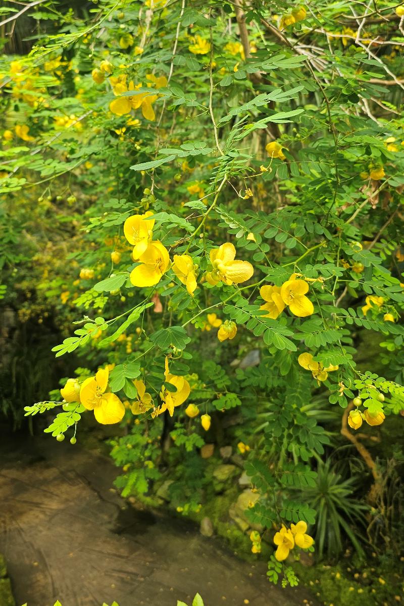 팔리다결명