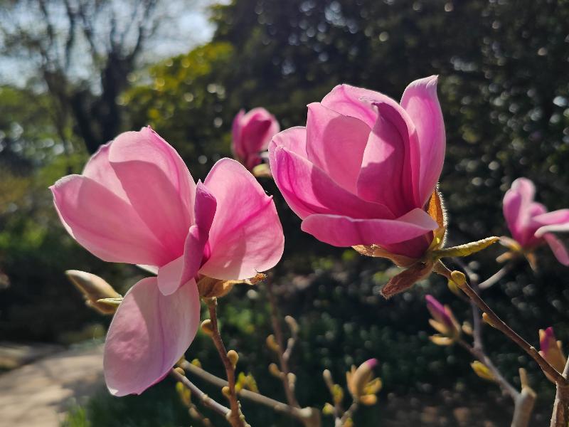 목련 '로잰'