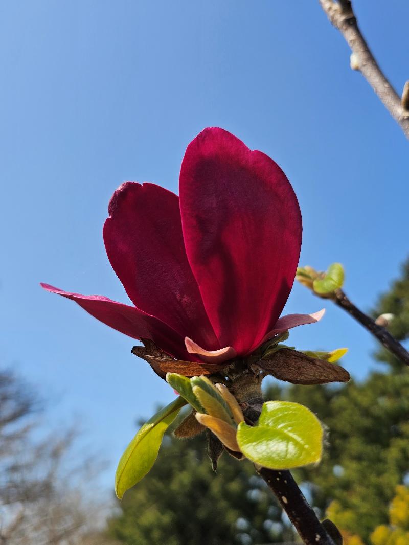 목련 [블랙 튤립]